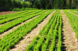 Посадочный материал