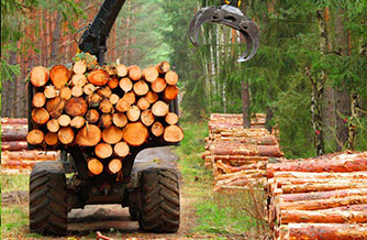 Лесозаготовка